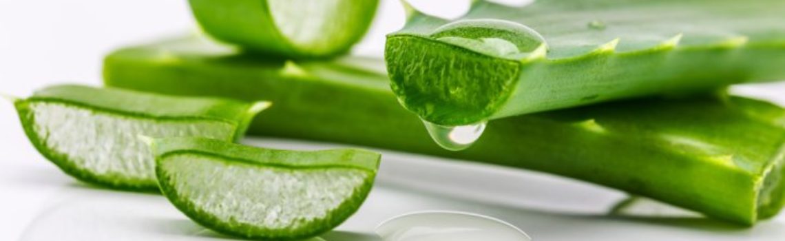 Aloe Vera’s Powerful Healing Properties Aloe Vera’s Powerful Healing Properties